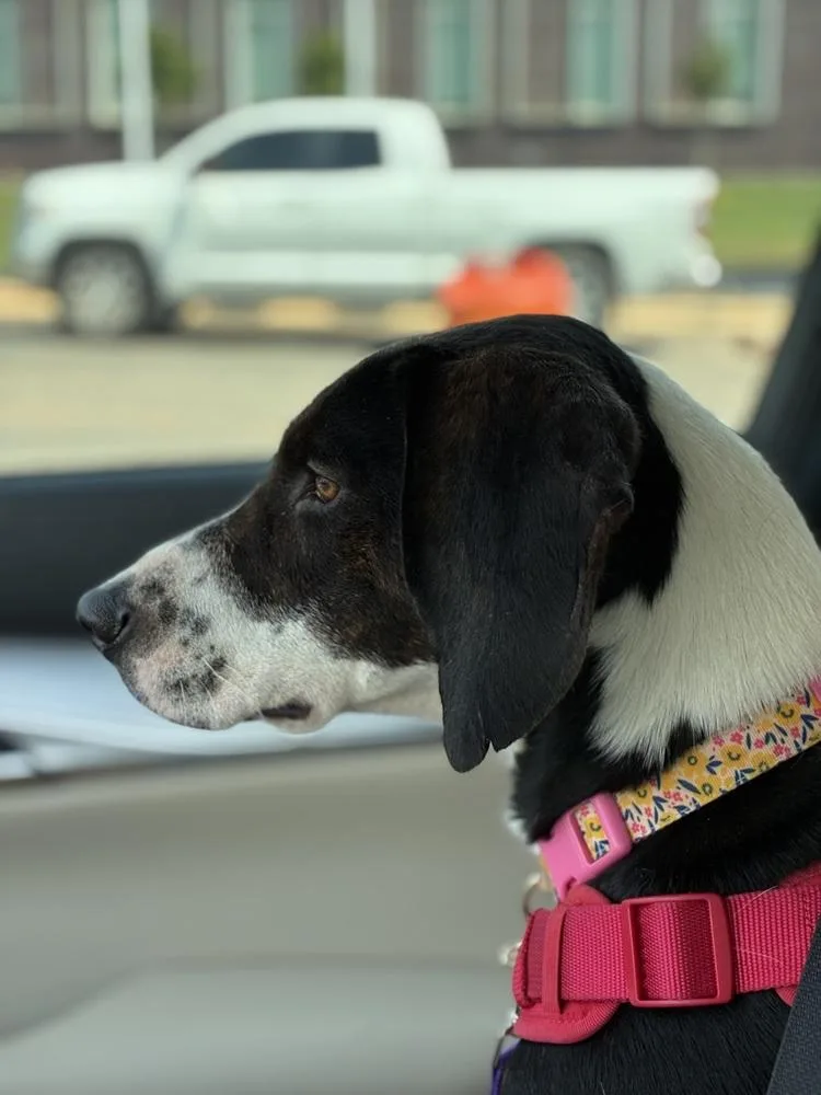 An adult medium-sized female Tricolor (Brown, Black, & White) Mixed Breed dog named Ginny for adoption in Mooresville, NC