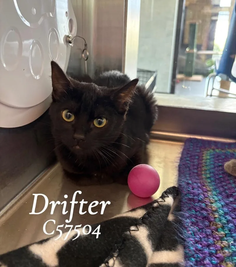 A young medium-sized female Domestic Short Hair cat named Drifter for adoption in Clarksville, TN