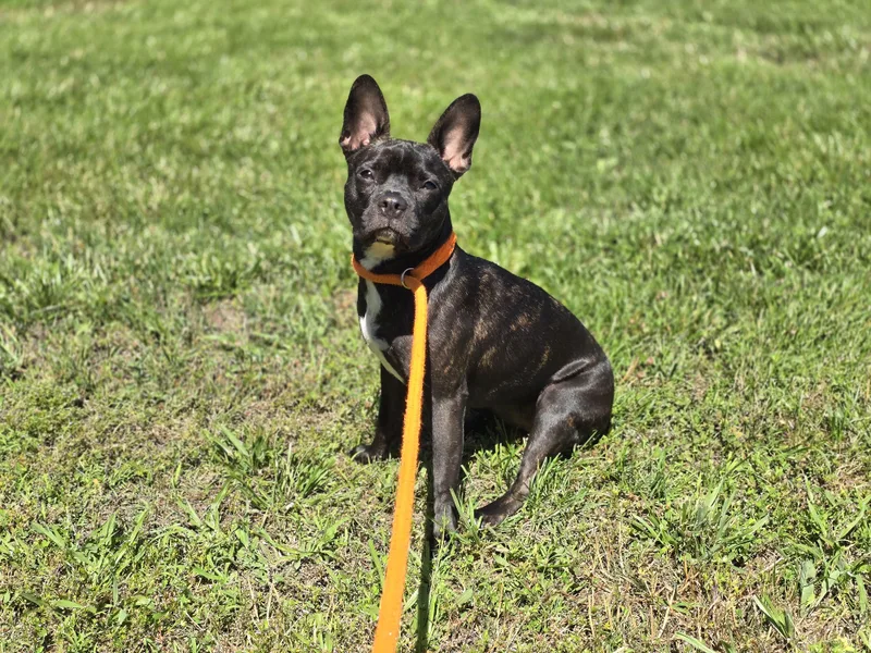 Boston Lucy