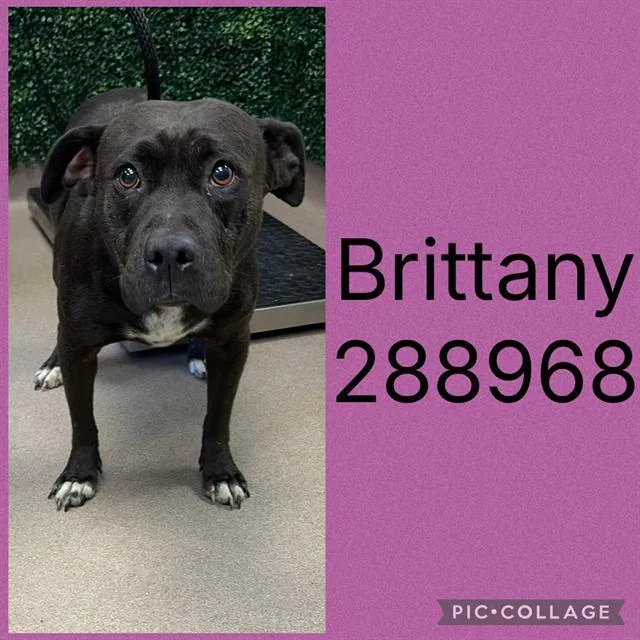 An adult large-sized female Pit Bull Terrier dog named Brittany for adoption in Macon, GA