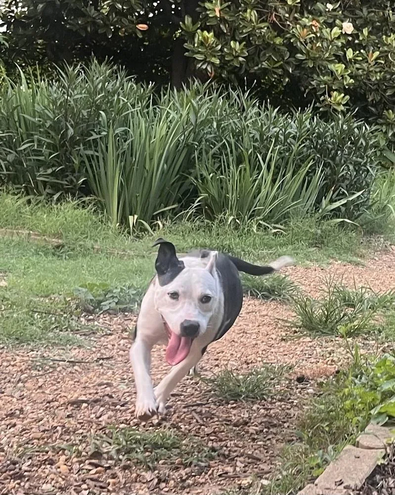 An adult medium-sized female Tricolor (Brown, Black, & White) Mixed Breed dog named Kathleen for adoption in Acworth, GA