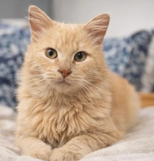 An adult medium-sized male Tabby (Orange / Red) Domestic Long Hair cat named Joji for adoption in Fort Worth, TX