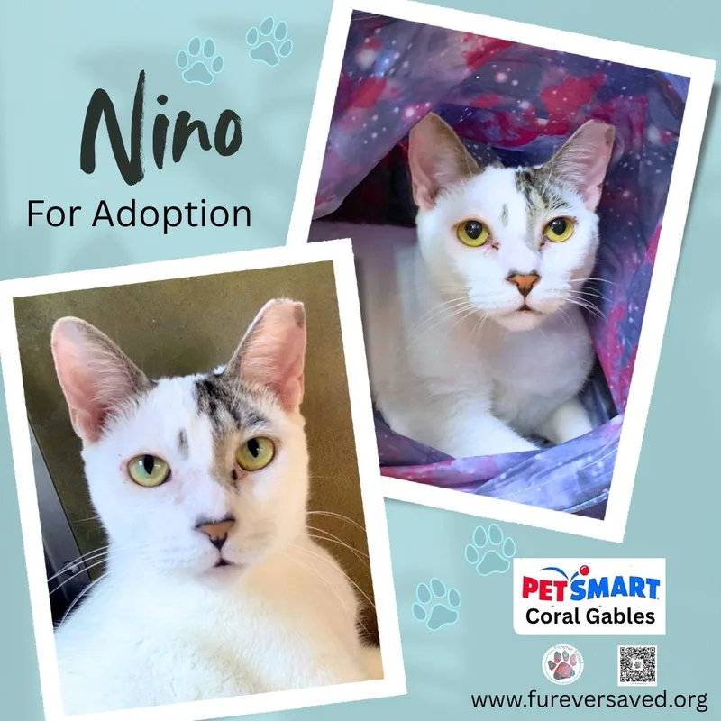 A young medium-sized male White Domestic Short Hair cat named Nino for adoption in Miami, FL