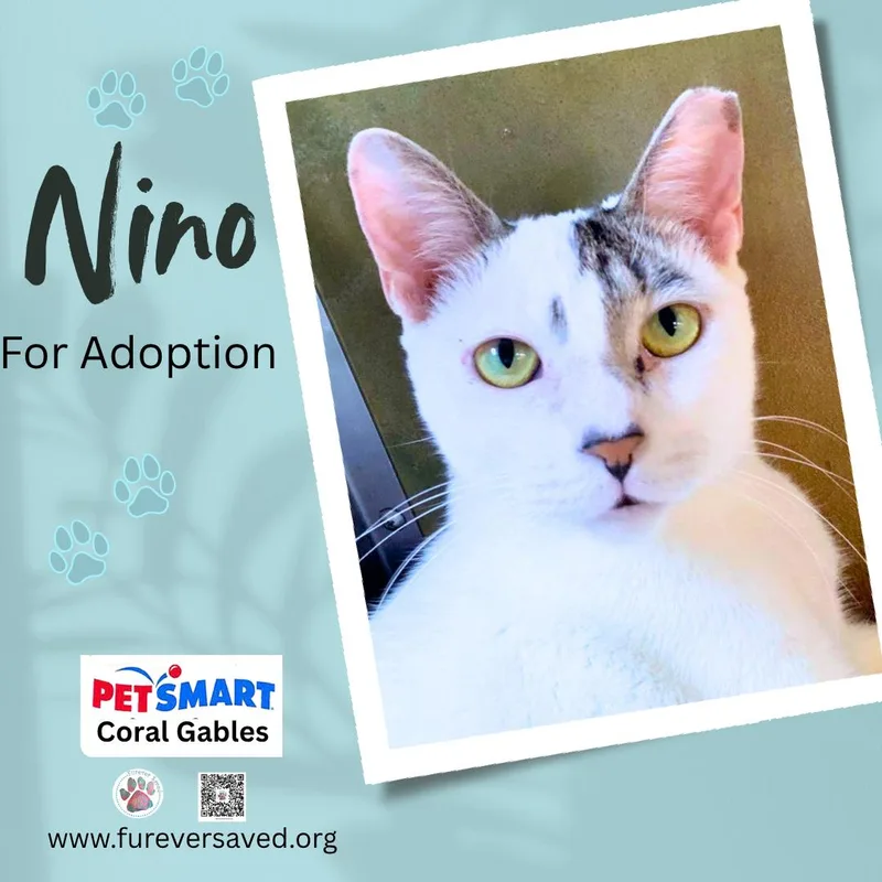 Nino thumbnail 2
