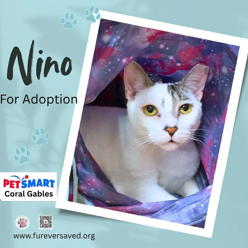 Nino thumbnail 3