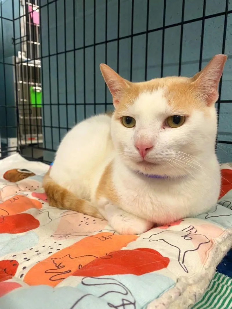 A young medium-sized male Domestic Short Hair cat named Luigi for adoption in Warren, OH