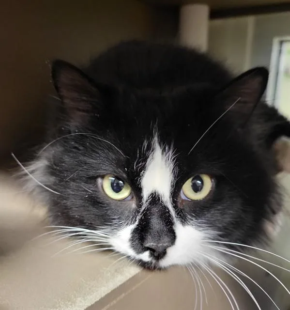 An adult large-sized male Domestic Long Hair cat named Cutie Pie for adoption in Albuquerque, NM