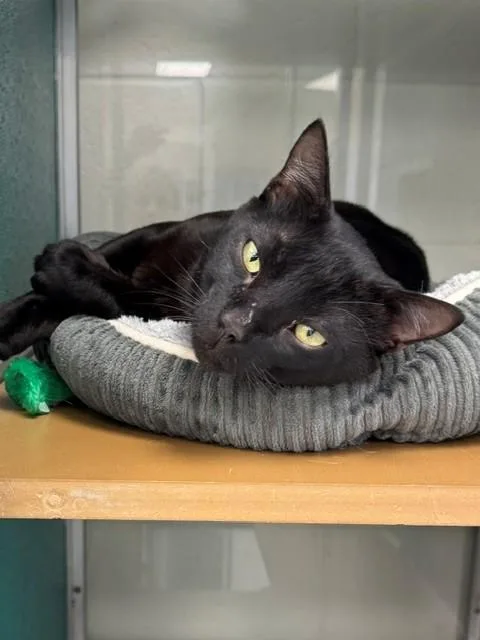 A young medium-sized male Domestic Short Hair cat named Frank for adoption in Naples, FL