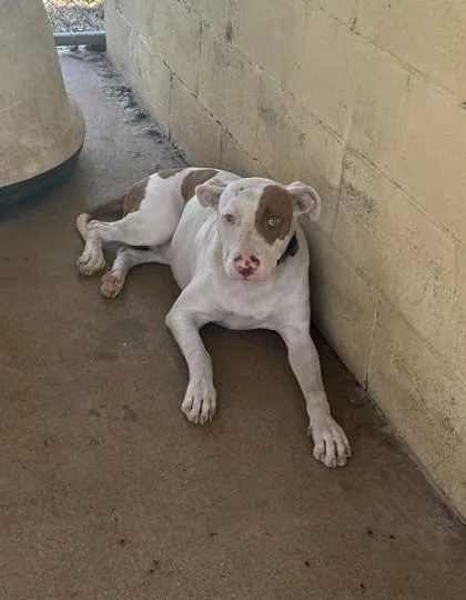 An adult large-sized male Pit Bull Terrier dog named Sawyer for adoption in West Memphis, AR