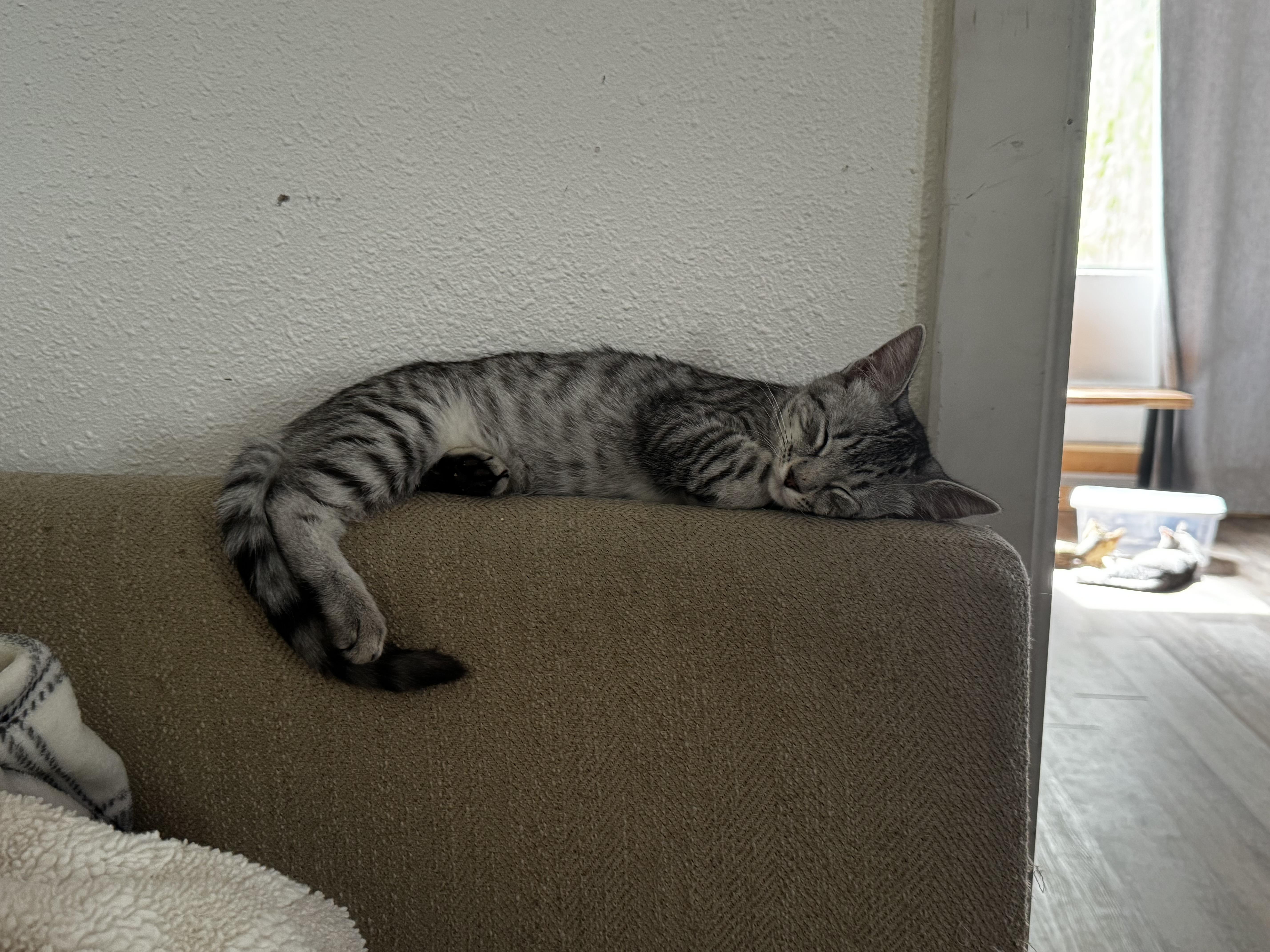 A young small-sized male Tabby (Gray / Blue / Silver) Domestic Short Hair cat named Raider for adoption in Ripon, CA