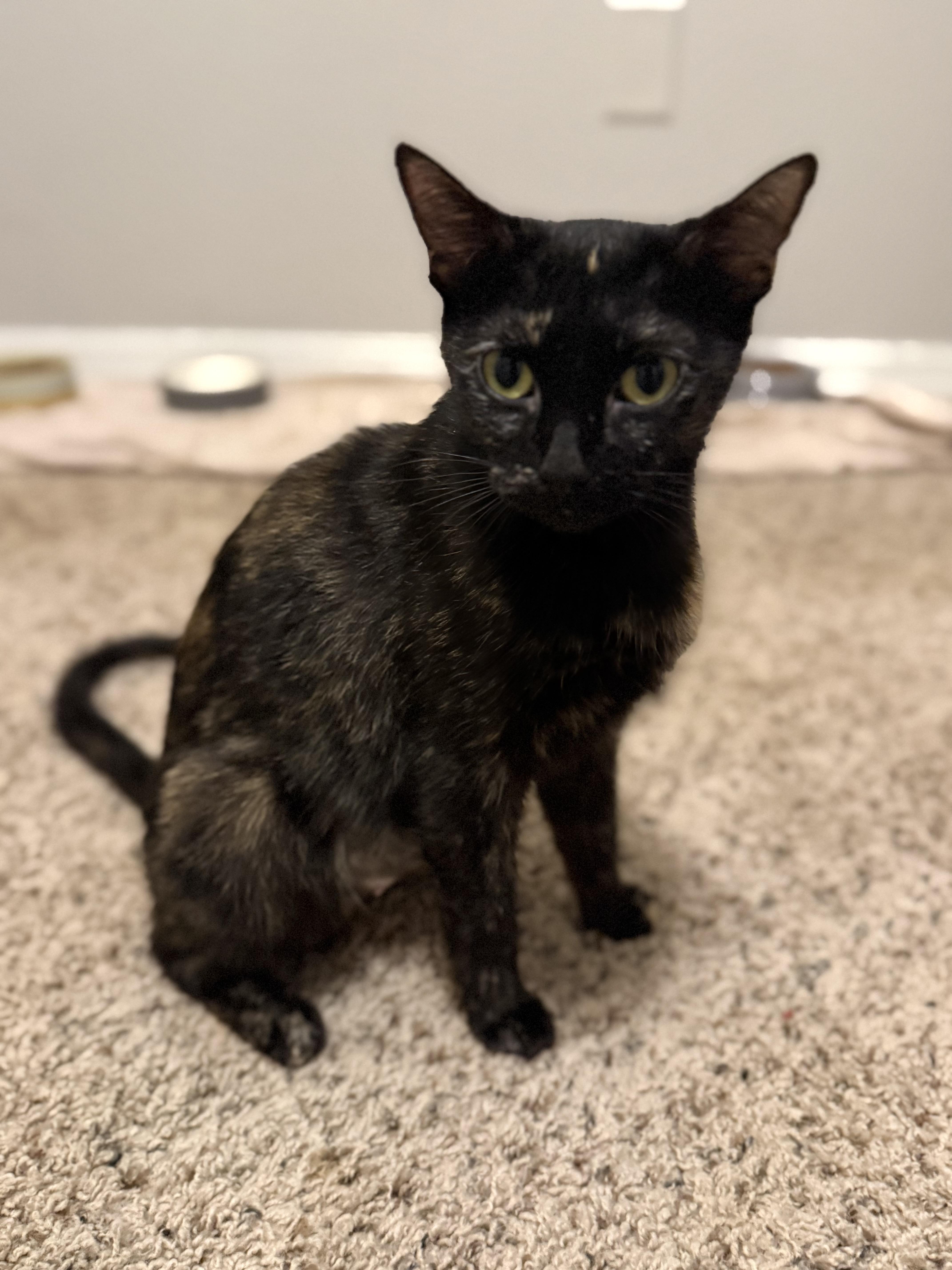 A young medium-sized female Tortoiseshell cat named Meera for adoption in Intercession city , FL