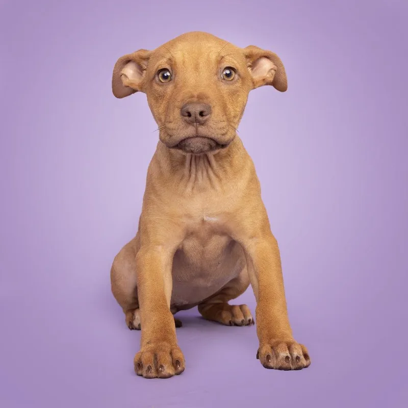 A young small-sized female Mixed Breed dog named Ruby for adoption in Franklin, TN