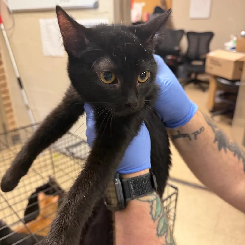 A baby small-sized female Black Domestic Short Hair cat named Greta for adoption in Birmingham, AL