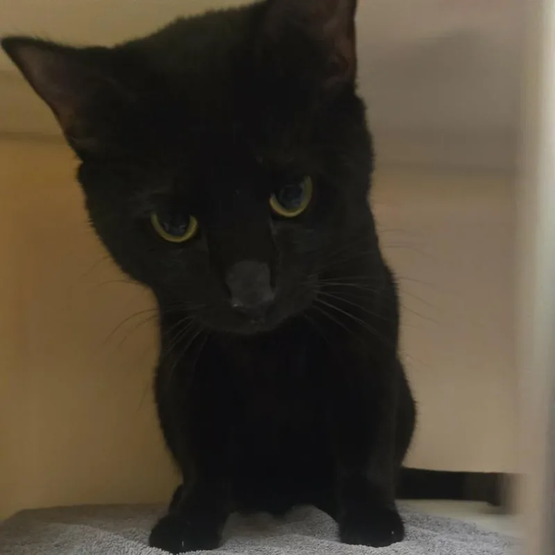 An adult small-sized male Domestic Short Hair cat named Large Fry for adoption in Salisbury, MA
