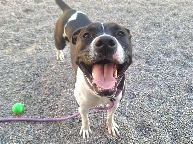 A young large-sized female Pit Bull Terrier dog named Rossi for adoption in Mesa, AZ