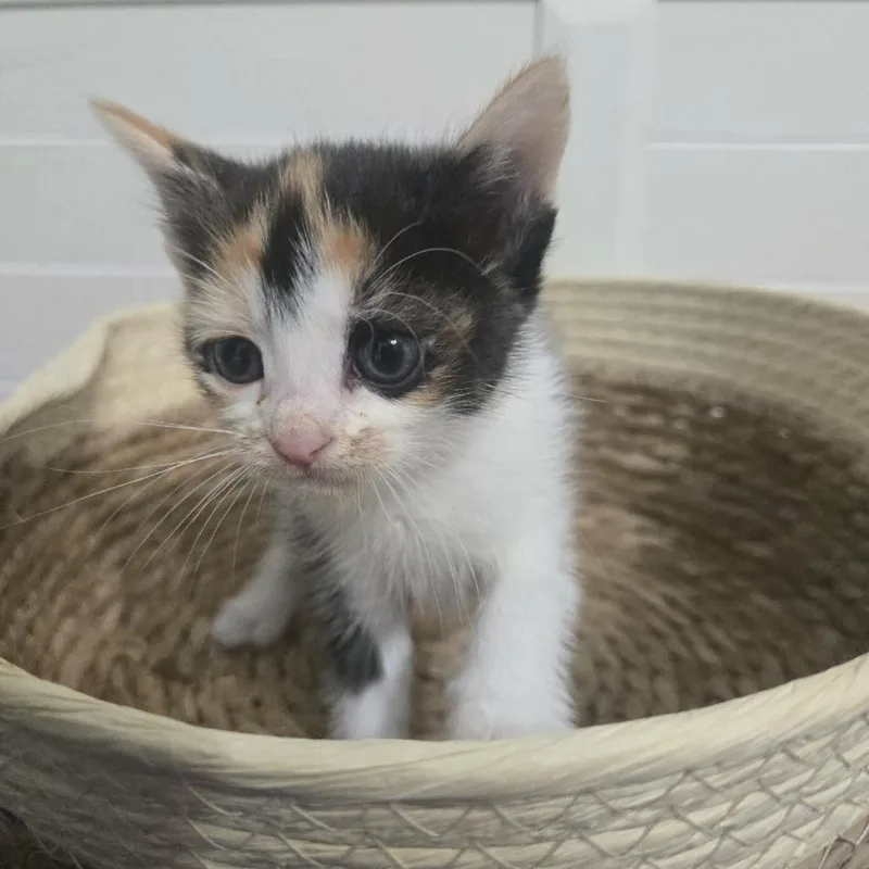 A baby small-sized female Calico Domestic Short Hair cat named Pixie for adoption in Greenville, NC