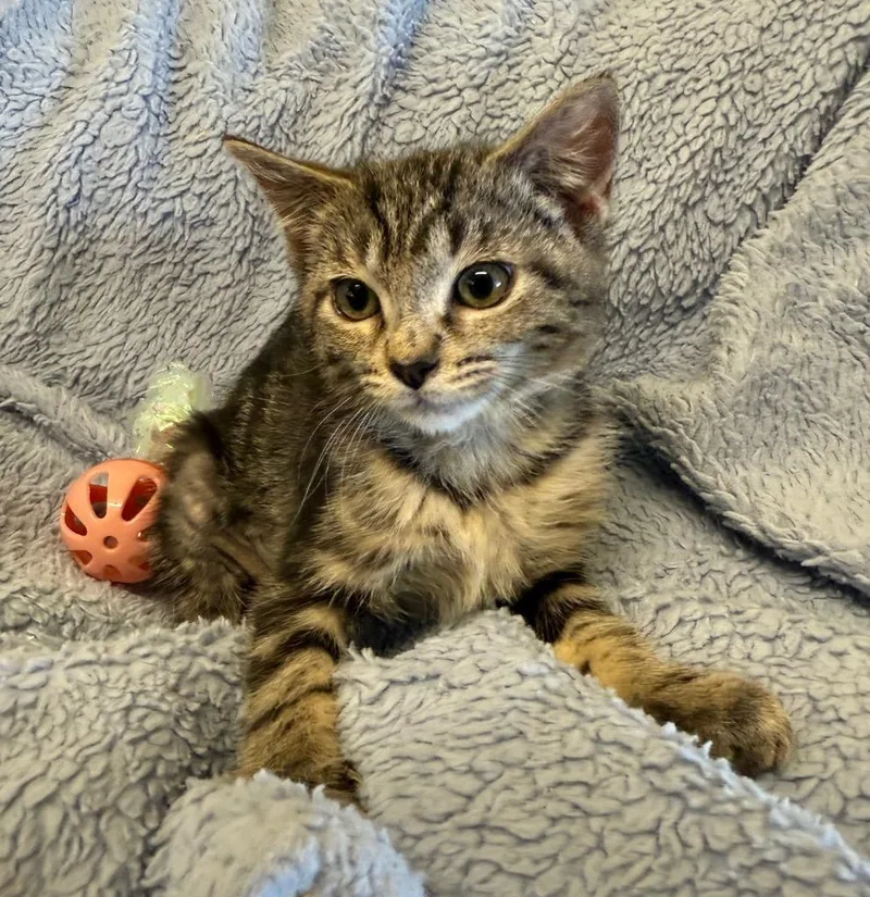 A baby small-sized female Domestic Short Hair cat named Katie for adoption in Lemoore, CA