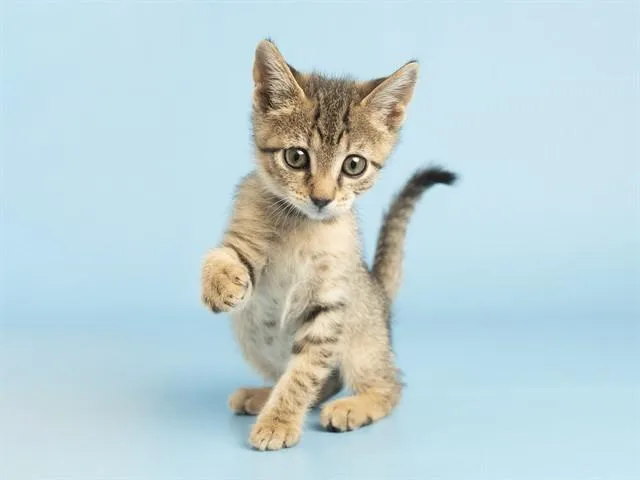 A baby small-sized female Domestic Short Hair cat named Venus for adoption in Phoenix, AZ