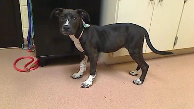 A baby large-sized female Pit Bull Terrier dog named Chalet for adoption in Cookeville, TN