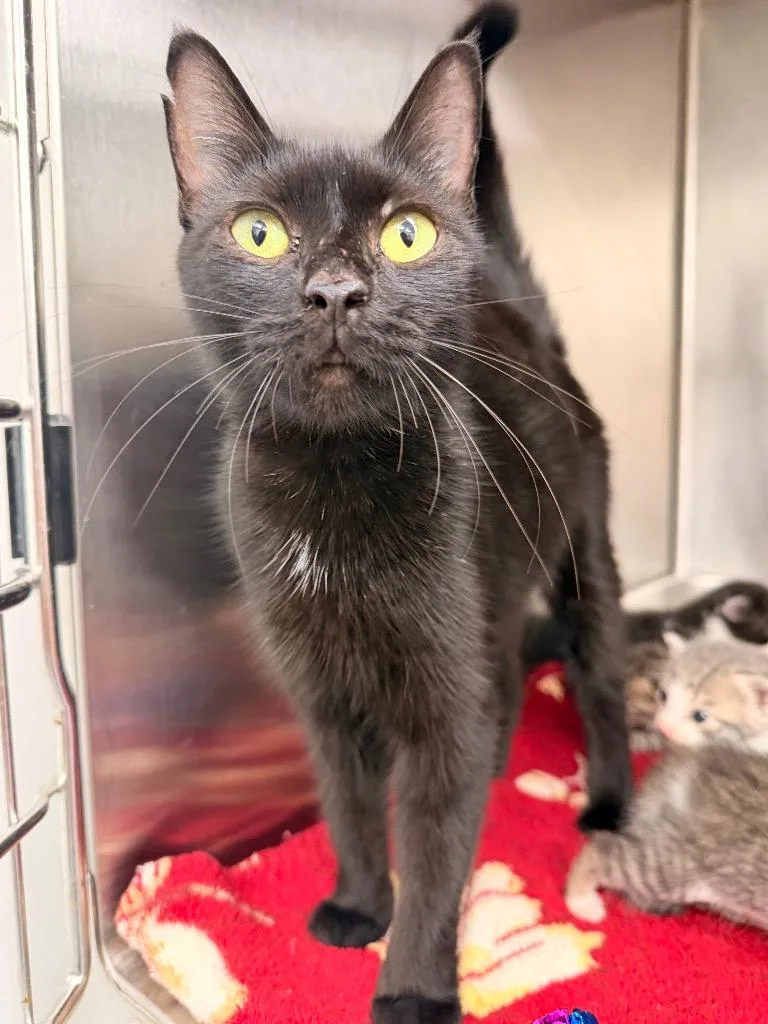 A young medium-sized female Domestic Short Hair cat named Isis for adoption in Hartsville, SC