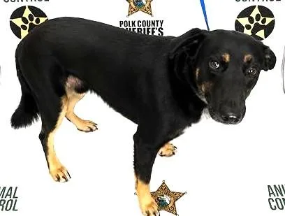 An adult large-sized male German Shepherd Dog dog named Boone for adoption in Madison, NJ