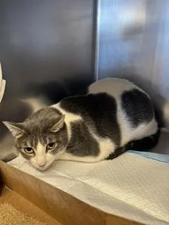An adult small-sized female Domestic Short Hair cat named Piper for adoption in Roseville, CA
