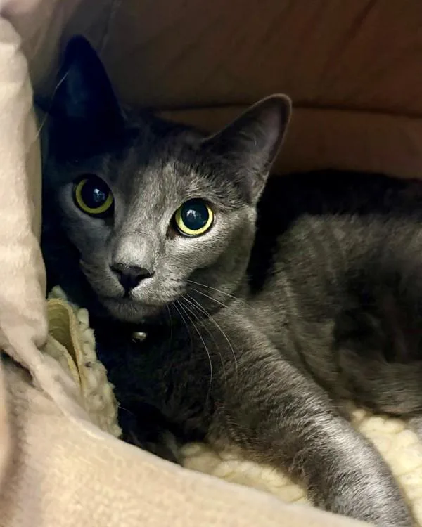 A young small-sized female Domestic Short Hair cat named Fox for adoption in Novato, CA