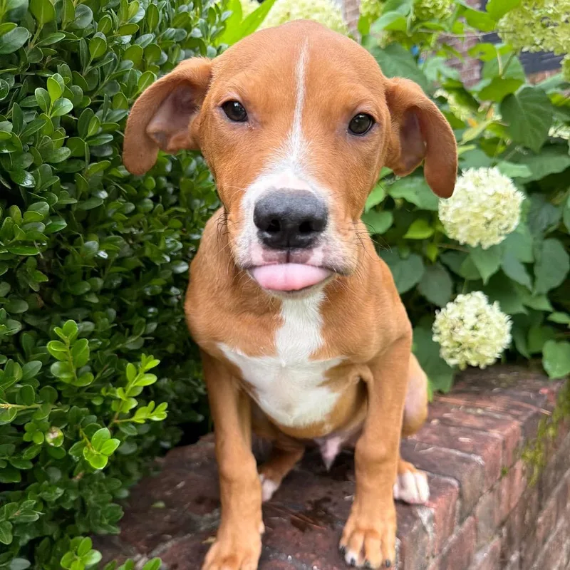 A baby medium-sized male Yellow / Tan / Blond / Fawn Mixed Breed dog named Ronaldo for adoption in Brownsboro, AL