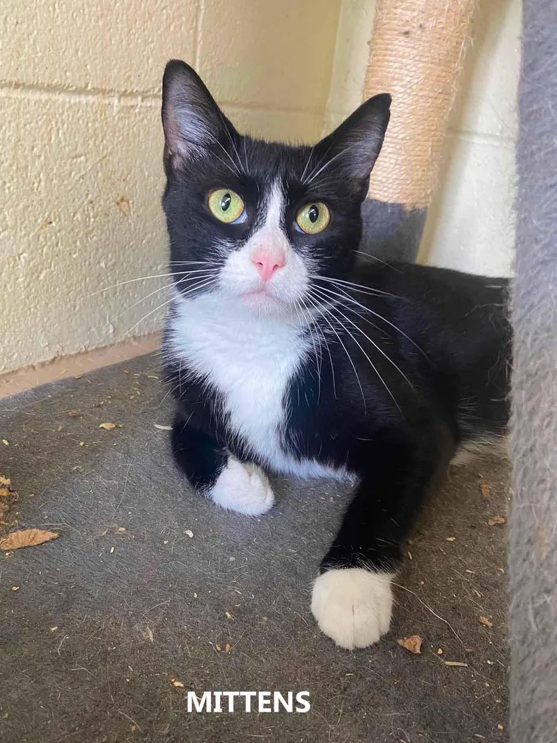 An adult medium-sized female Black & White / Tuxedo Domestic Short Hair cat named Mittens for adoption in Washington, GA