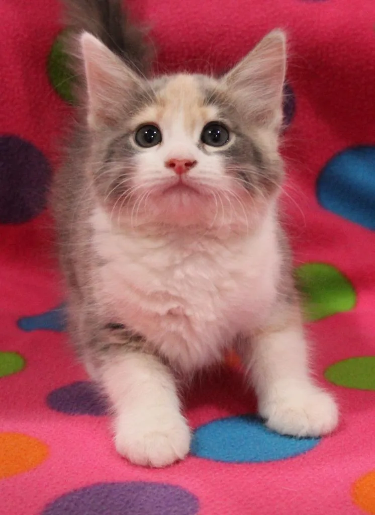 A baby medium-sized female Domestic Short Hair cat named Jewel for adoption in Vacaville, CA