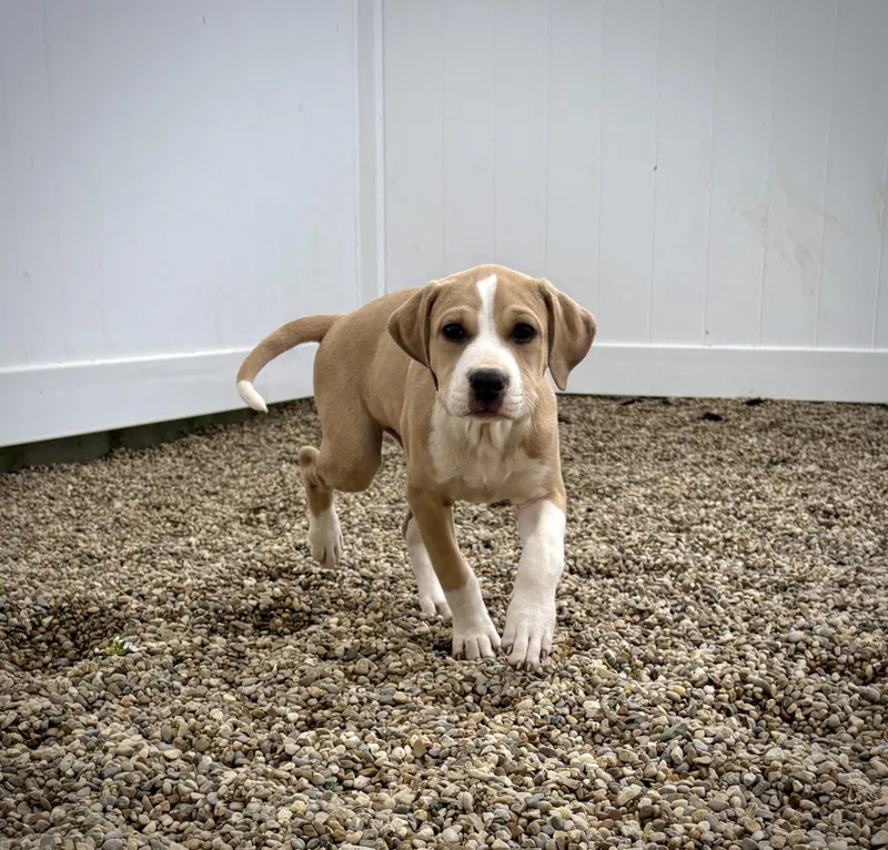 Woodward thumbnail 3