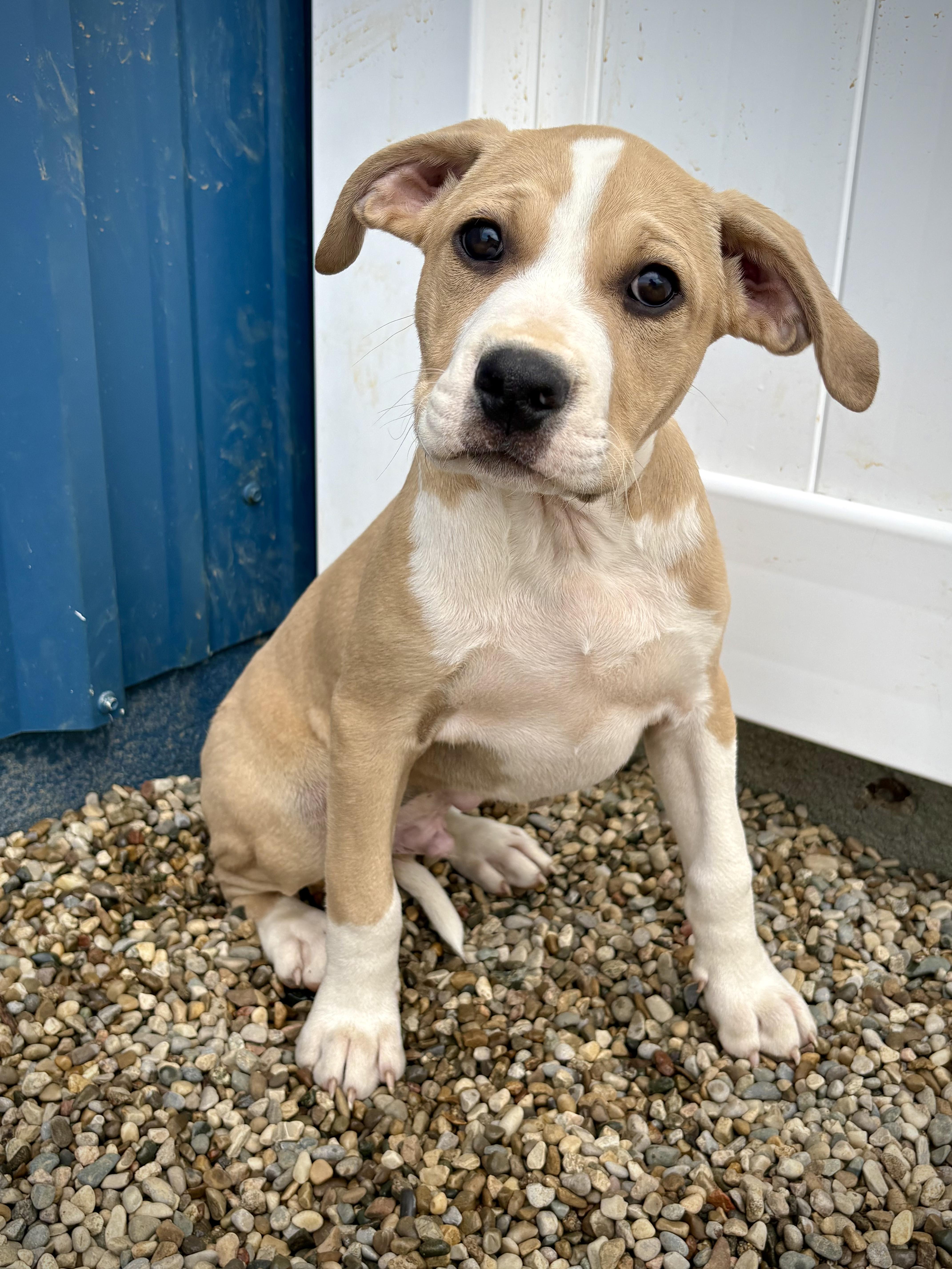 A baby large-sized male Yellow / Tan / Blond / Fawn American Bulldog dog named Woodward for adoption in Kalamazoo, MI