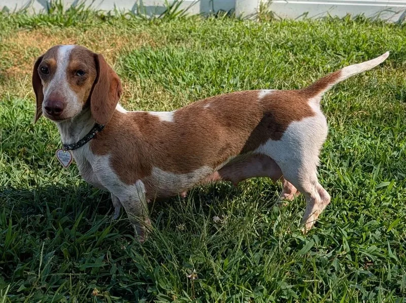 A young small-sized female Brown / Chocolate Dachshund dog named Birdie in TN for adoption in Shelbyville, TN