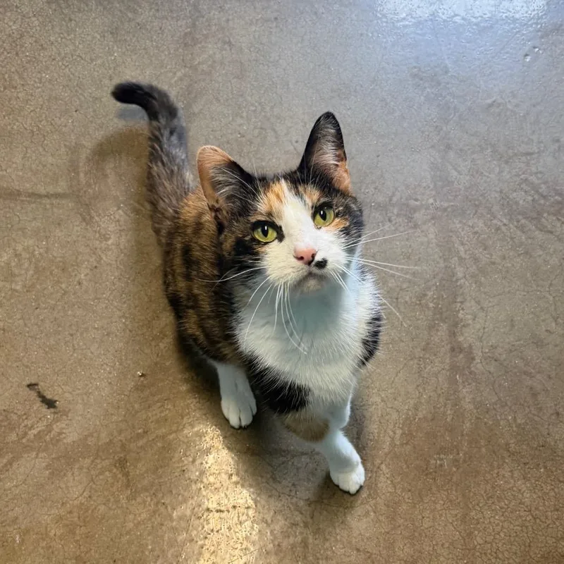 A senior medium-sized female Calico Domestic Short Hair cat named Buggs for adoption in Edwardsville, IL