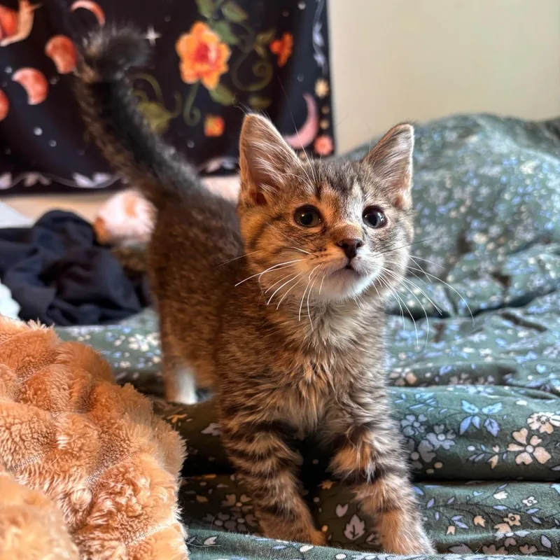 Ernie thumbnail 2