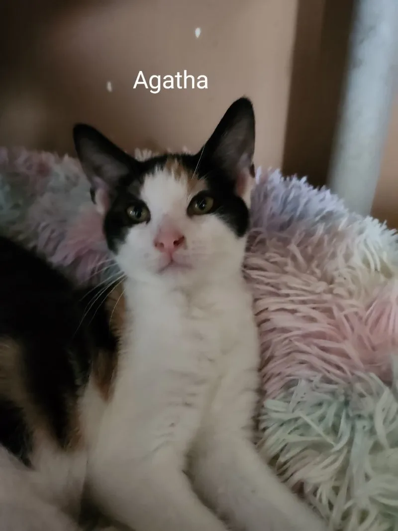 A baby small-sized female Tortoiseshell American Shorthair cat named Agatha for adoption in Mount Pleasant, PA