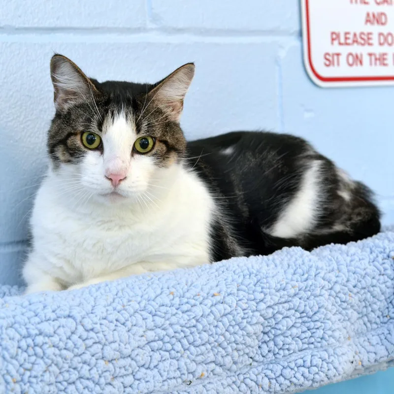 An adult large-sized male Gray & White Domestic Short Hair cat named Stitch for adoption in Sanford, FL