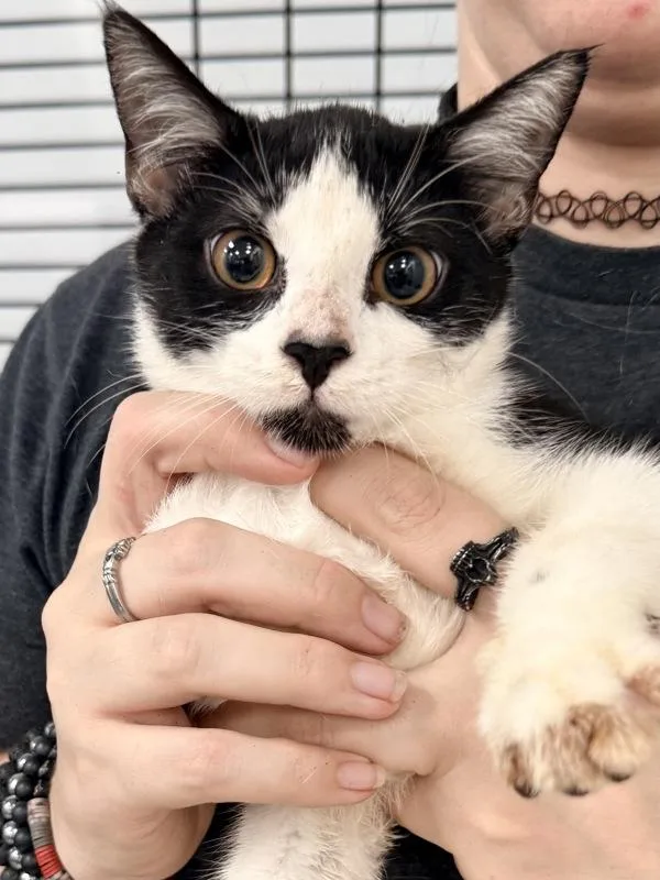 A young medium-sized female Domestic Short Hair cat named Michi for adoption in Canton, GA