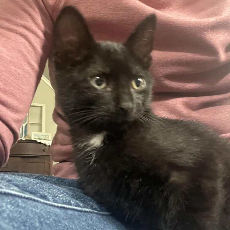 A baby small-sized male Black Domestic Short Hair cat named Tomas for adoption in Grand Rapids, MI