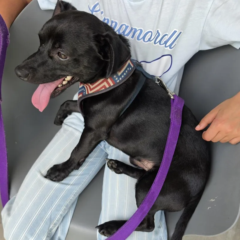 An adult small-sized male Black Mixed Breed dog named Firework Rocky for adoption in Greensboro, NC
