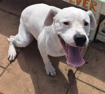 A young large-sized female Terrier dog named Noella for adoption in Shreveport, LA
