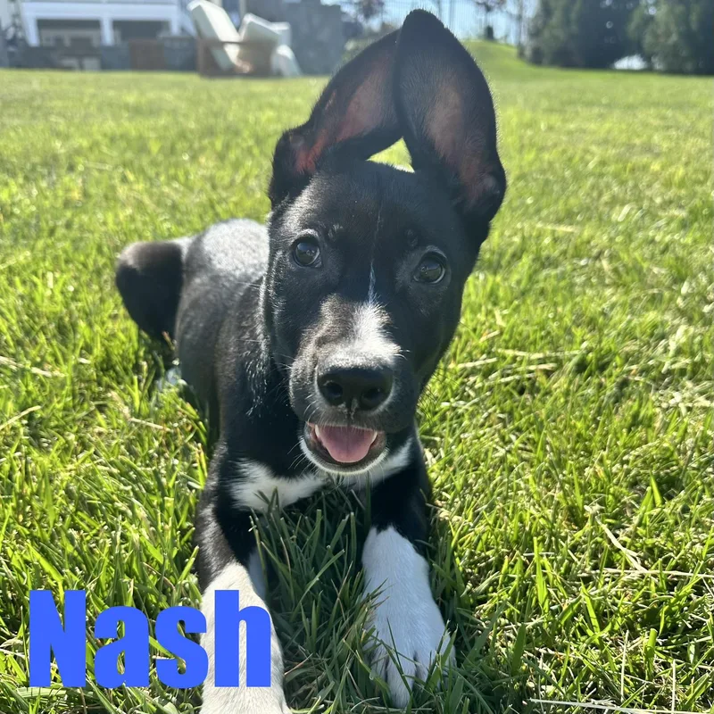 A baby medium-sized male Retriever dog named Nash for adoption in Ellicott City, MD