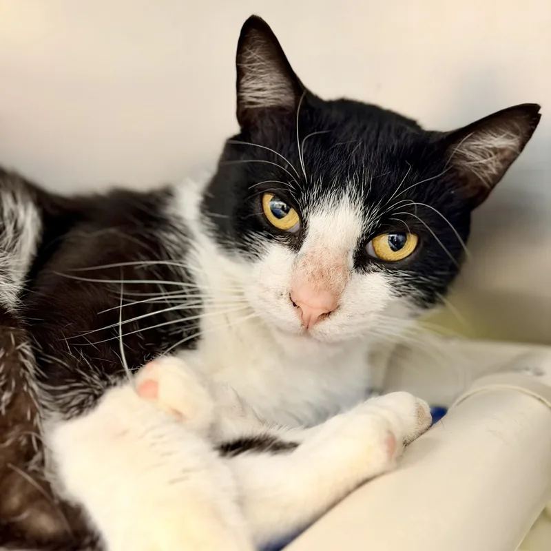 An adult medium-sized male Black & White / Tuxedo Domestic Short Hair cat named Boots for adoption in Manahawkin, NJ