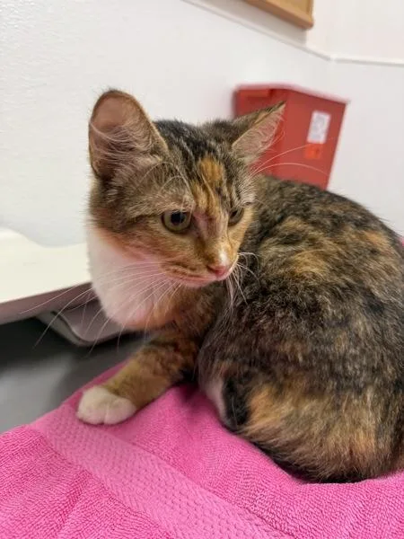 A young medium-sized female Domestic Medium Hair cat named Rachel for adoption in Silverdale, WA