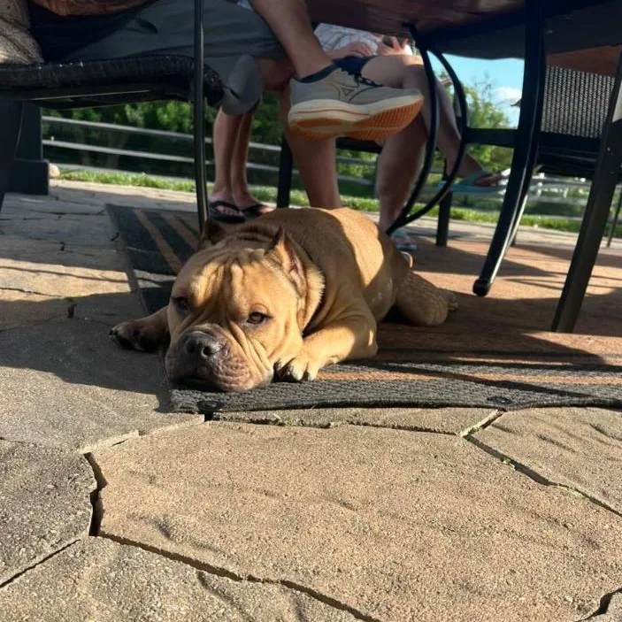 A young medium-sized male Pit Bull Terrier dog named Lou Lou for adoption in Philadelphia, PA