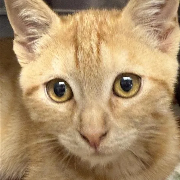 Ginger thumbnail 4