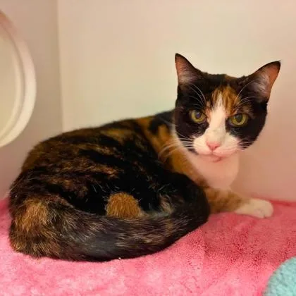 A senior small-sized female Domestic Short Hair cat named Princess for adoption in Gastonia, NC
