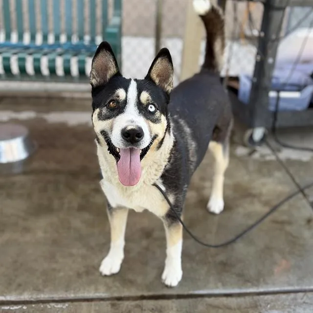 An adult large-sized male Husky dog named Godines for adoption in Modesto, CA
