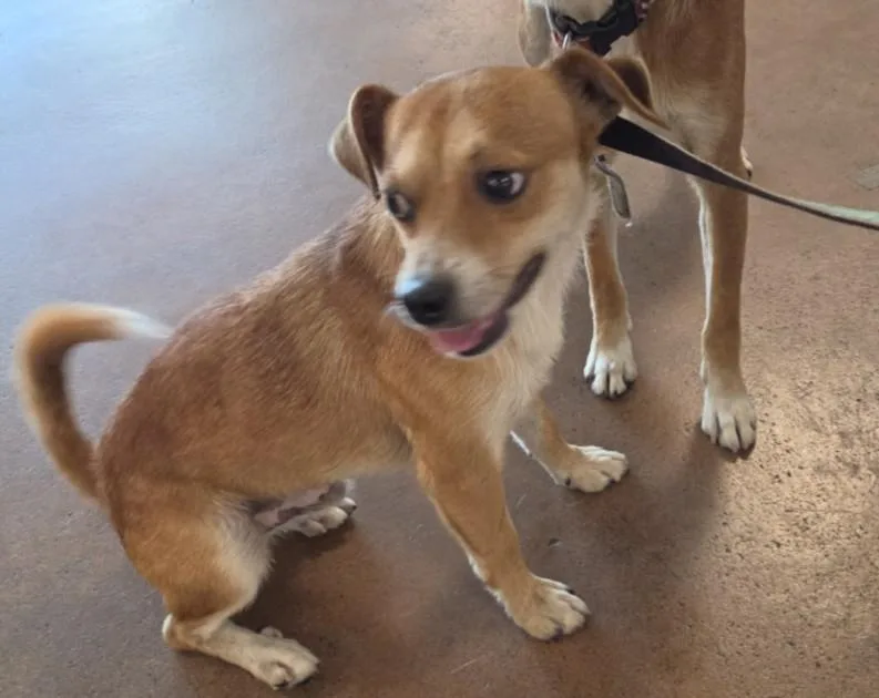 An adult small-sized male Chihuahua dog named Cookie for adoption in Van Nuys, CA