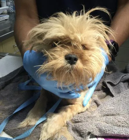 A young small-sized male Maltese dog named Bug for adoption in Riverside, CA